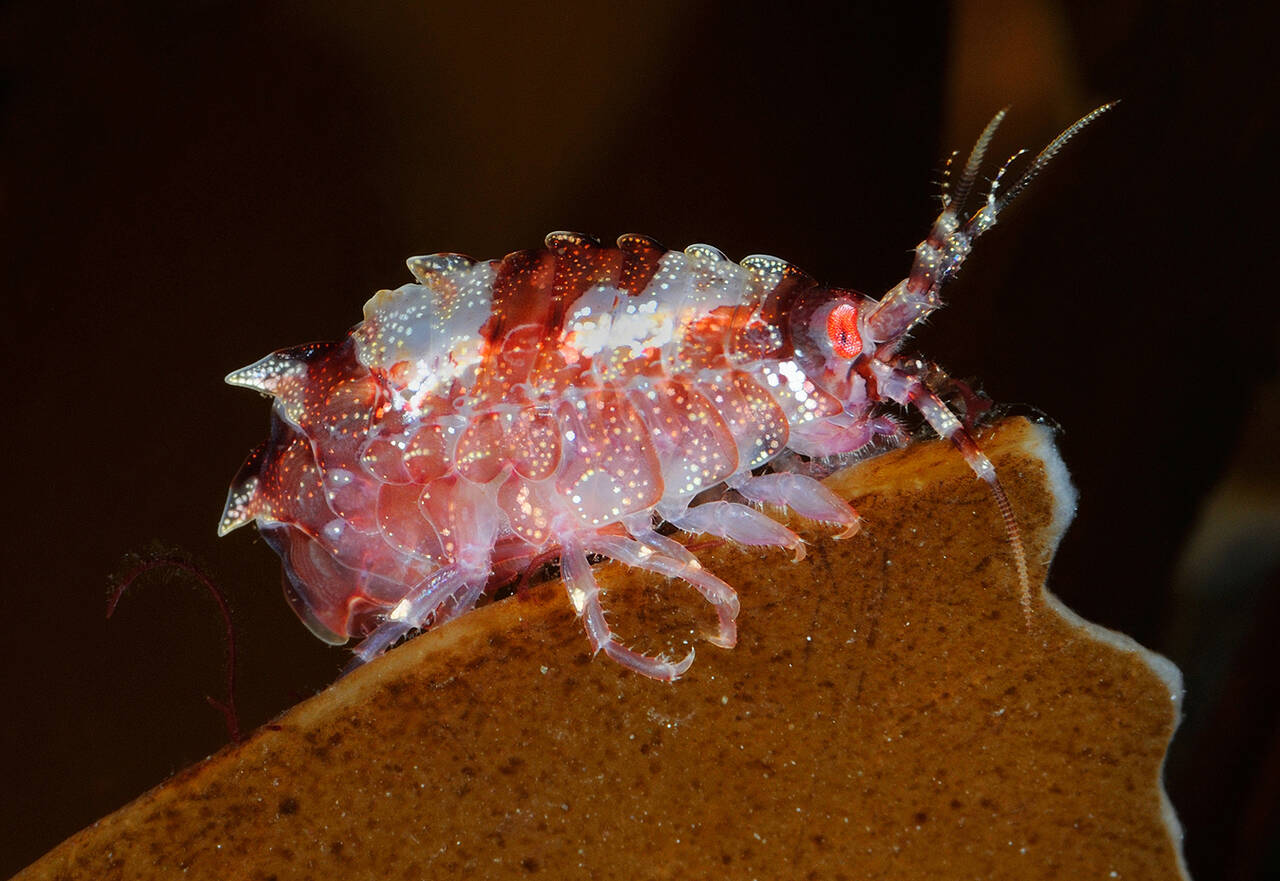 Gamarellus homari. Foto: Nils Aukan