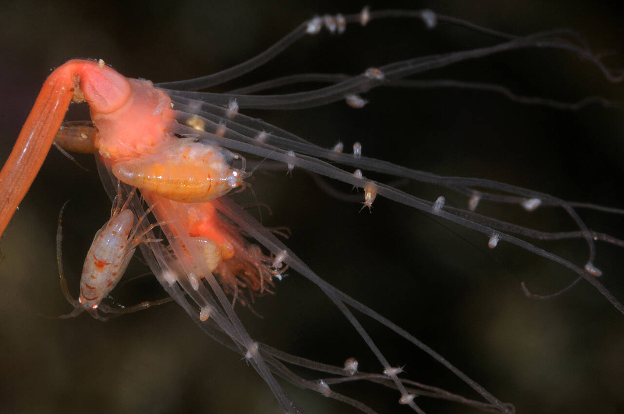 Gammarus locusta. Foto: Nils Aukan