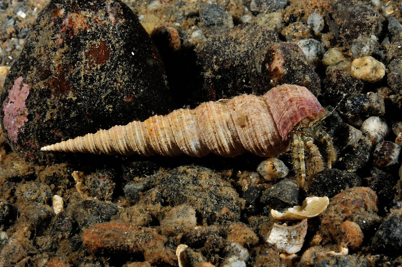 Håret eremittkreps (Anapagurus chiroacanthus). Foto: Nils Aukan