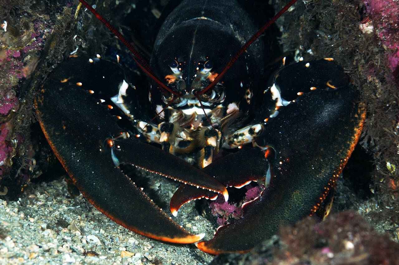 Hummer (Homarus gammarus). Foto: Nils Aukan