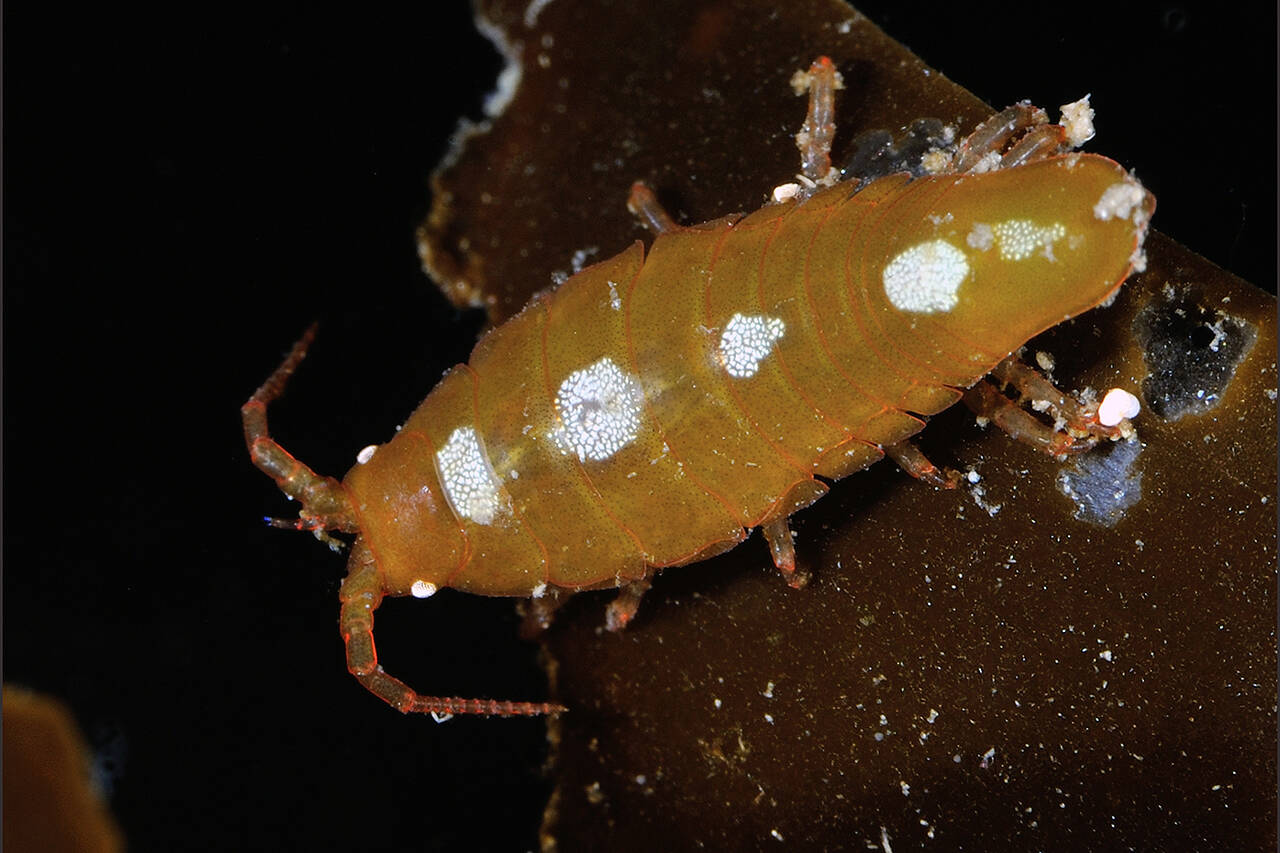 Tanglus (Idotea neglecta). Foto: Nils Aukan