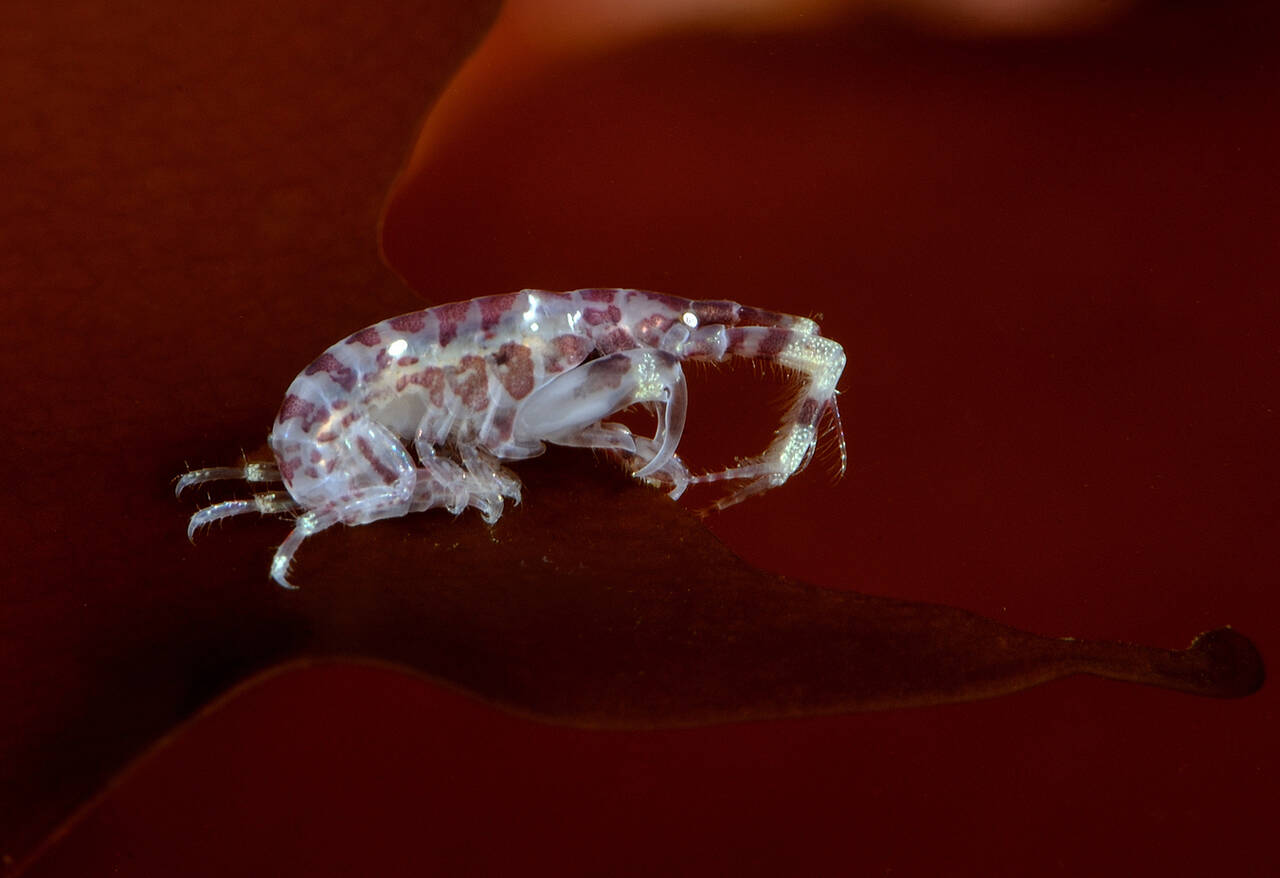 Ischyrocerus anguipes. Foto: Nils Aukan