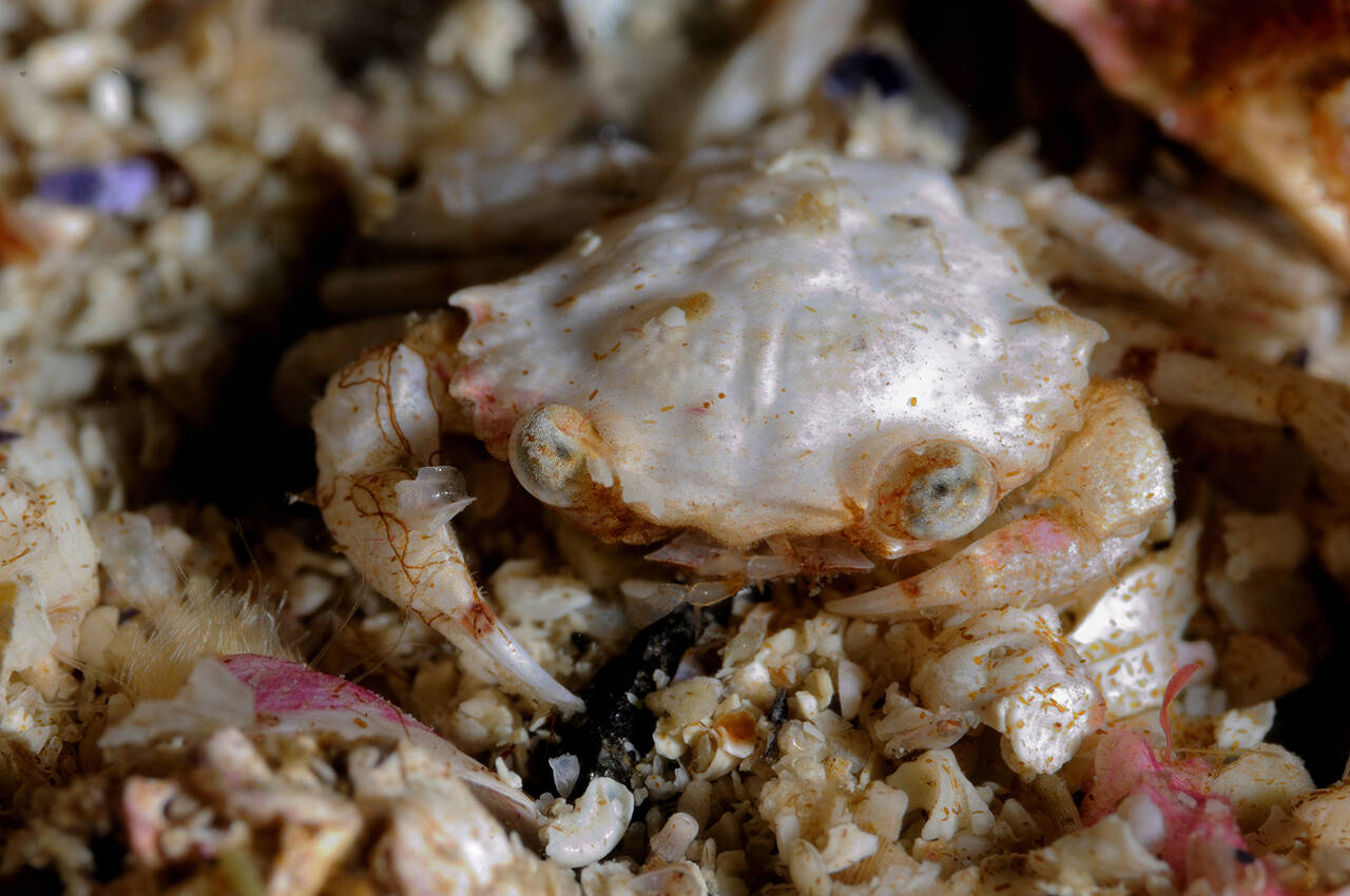 Liten svømmekrabbe (Liocarcinus pusillus). Foto: Nils Aukan