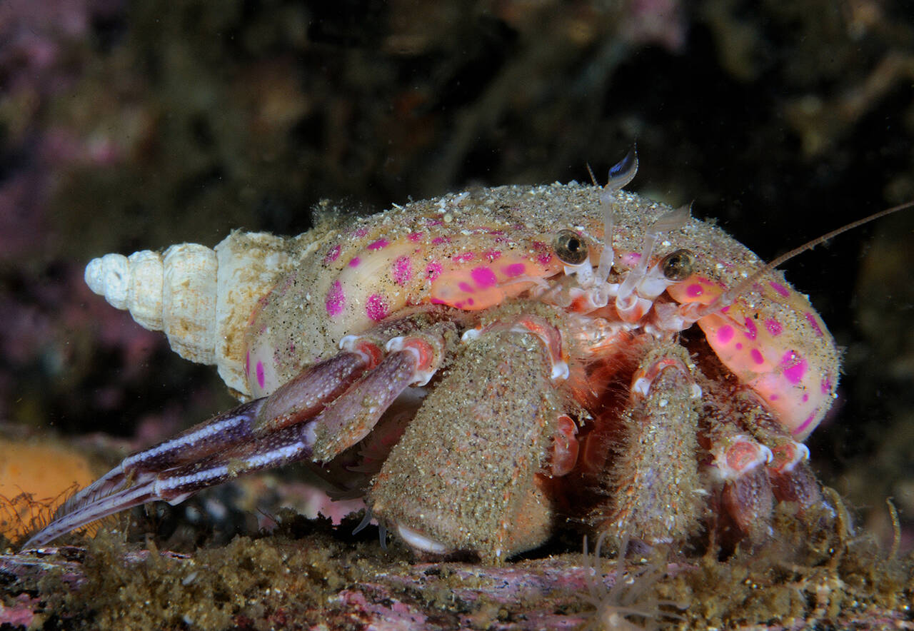 Pagurus prideaux. Foto: Nils Aukan