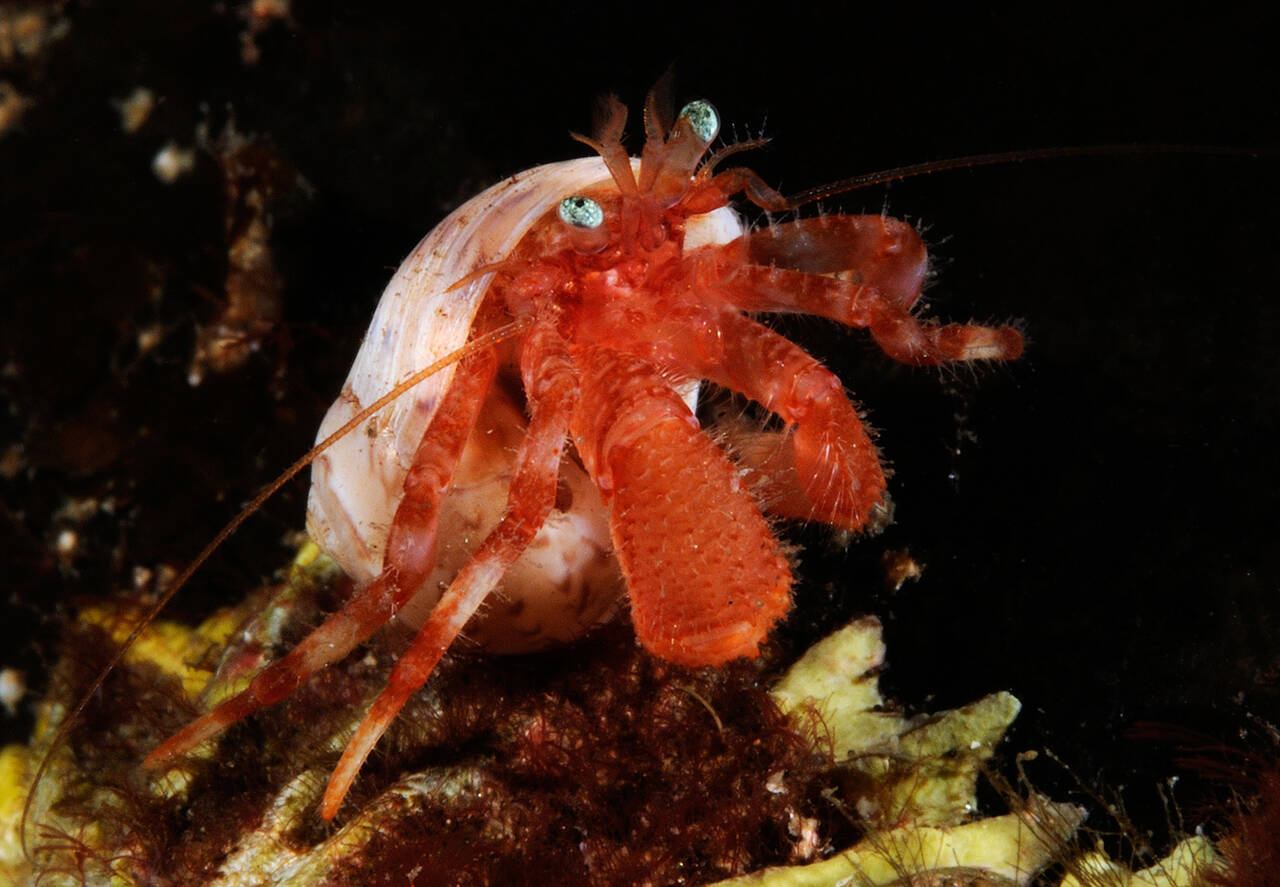 Pagurus pubescens. Foto: Nils Aukan