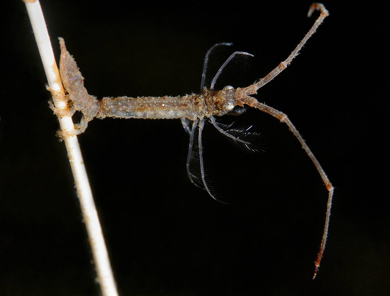 Pinnekreps (Astacilla longicornis)