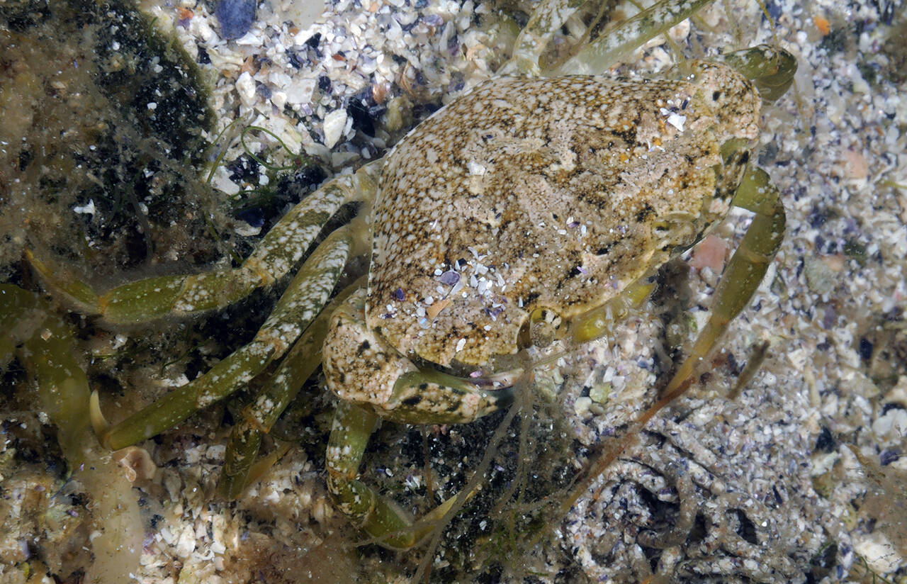 Rettsnutet svømmekrabbe (Liocarcinus navigator). Foto: Nils Aukan