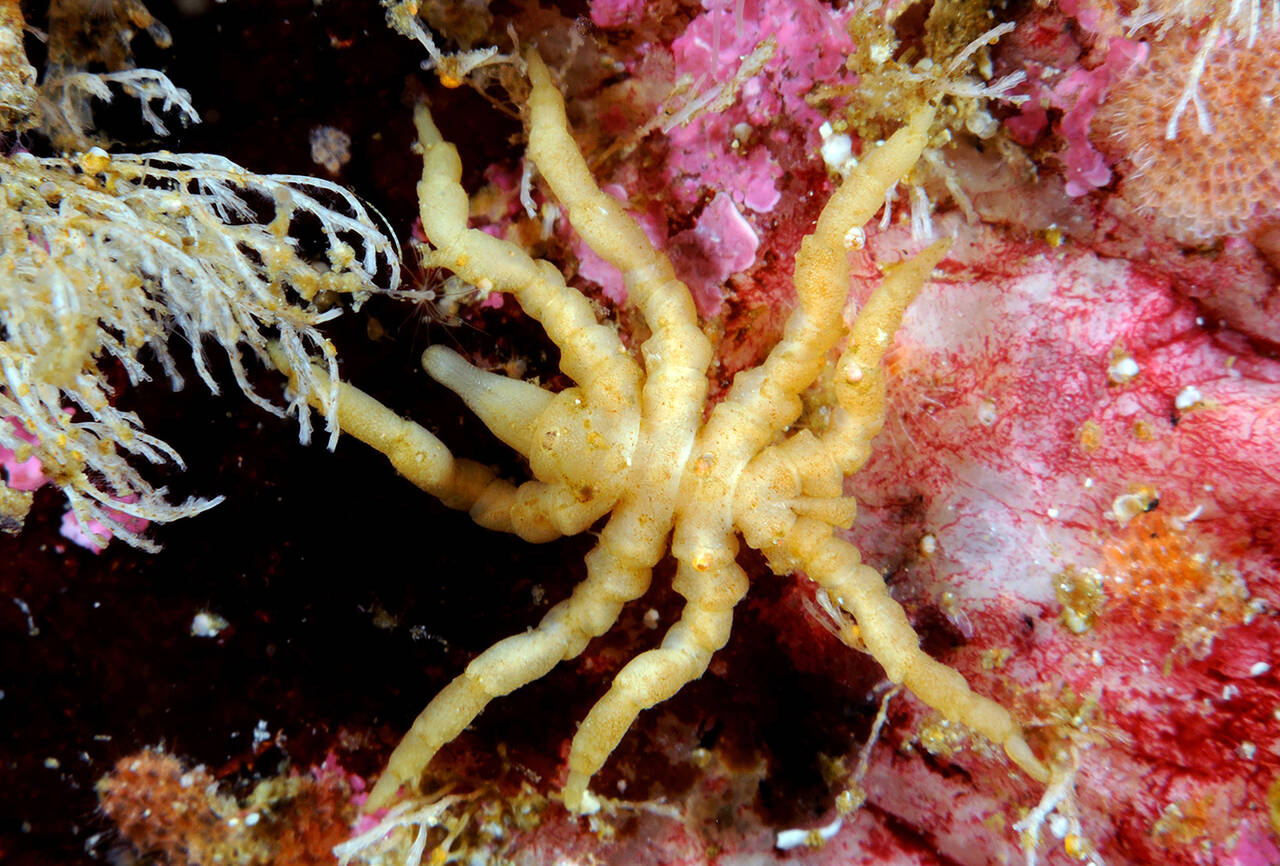 Sjøroselus (Pycnogonum littorale). Foto: Nils Aukan