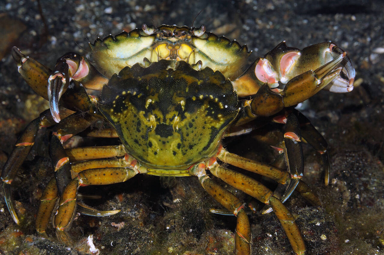 Strandkrabber (Carcinus). Foto: Nils Aukan