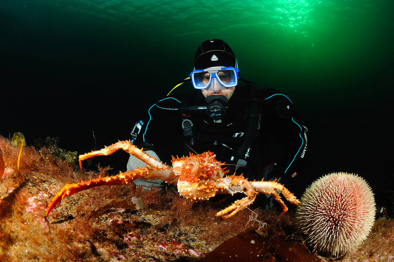 Trollkrabber (Lithodes maja). Foto: Nils Aukan