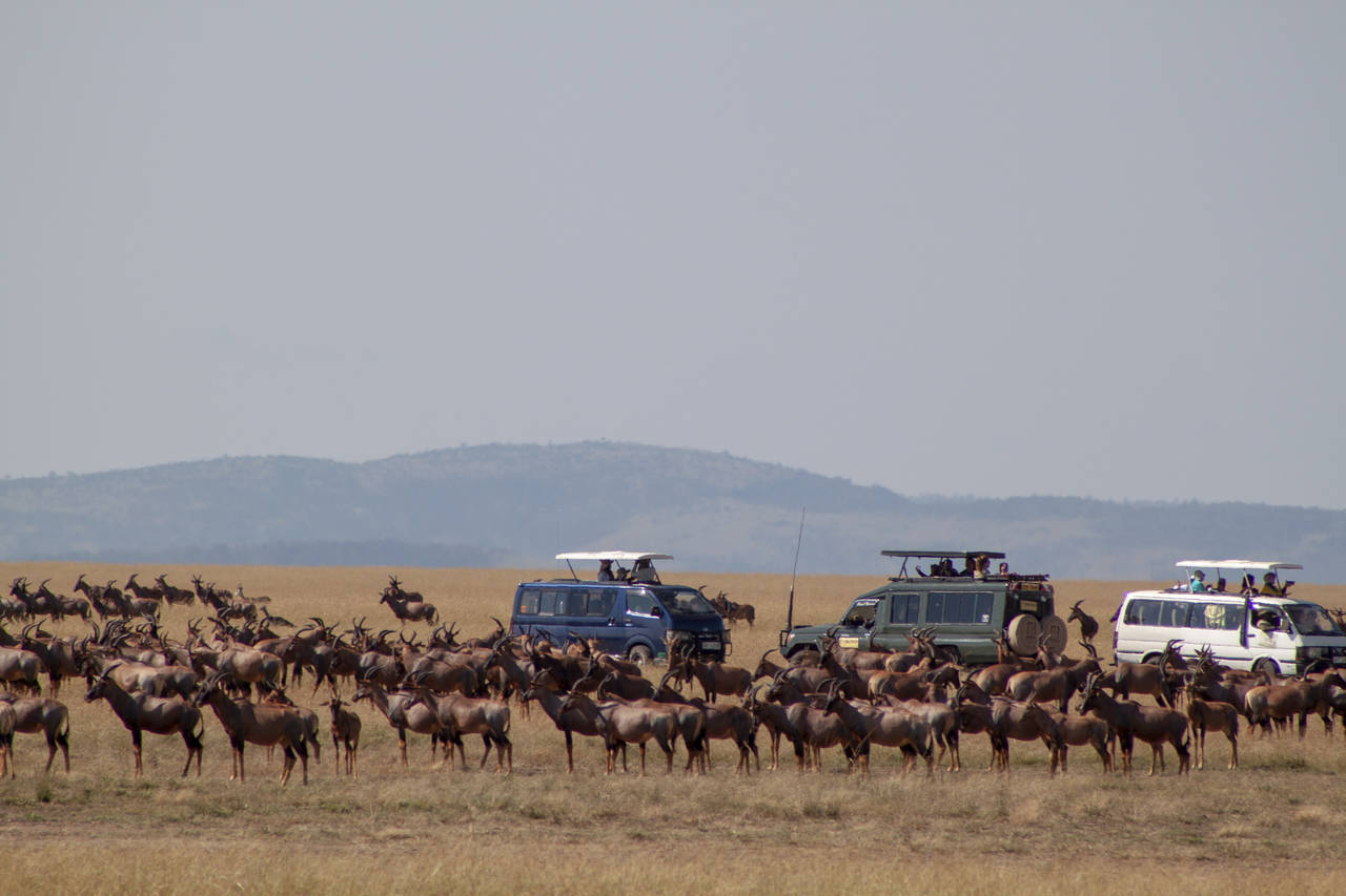 GAMEDRIVING: Masai Mara ble i 2017 kåret til Afrikas ledende nasjonalpark i World Travel Awards. Her finner du verdens største tetthet av de fem store – løve, leopard, elefant, bøffel og neshorn. FOTO: Ann Kristin Ullerud Lind /