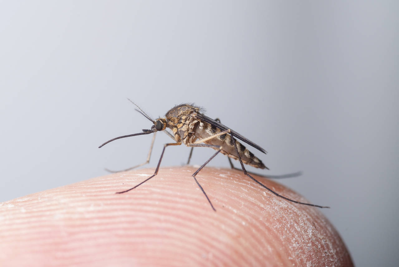 VANLIG: Aedes Communis er blant de vanligste myggartene i Norge. Foto: Sondre Dahle / NINA FOTO: Sondre Dahle /
