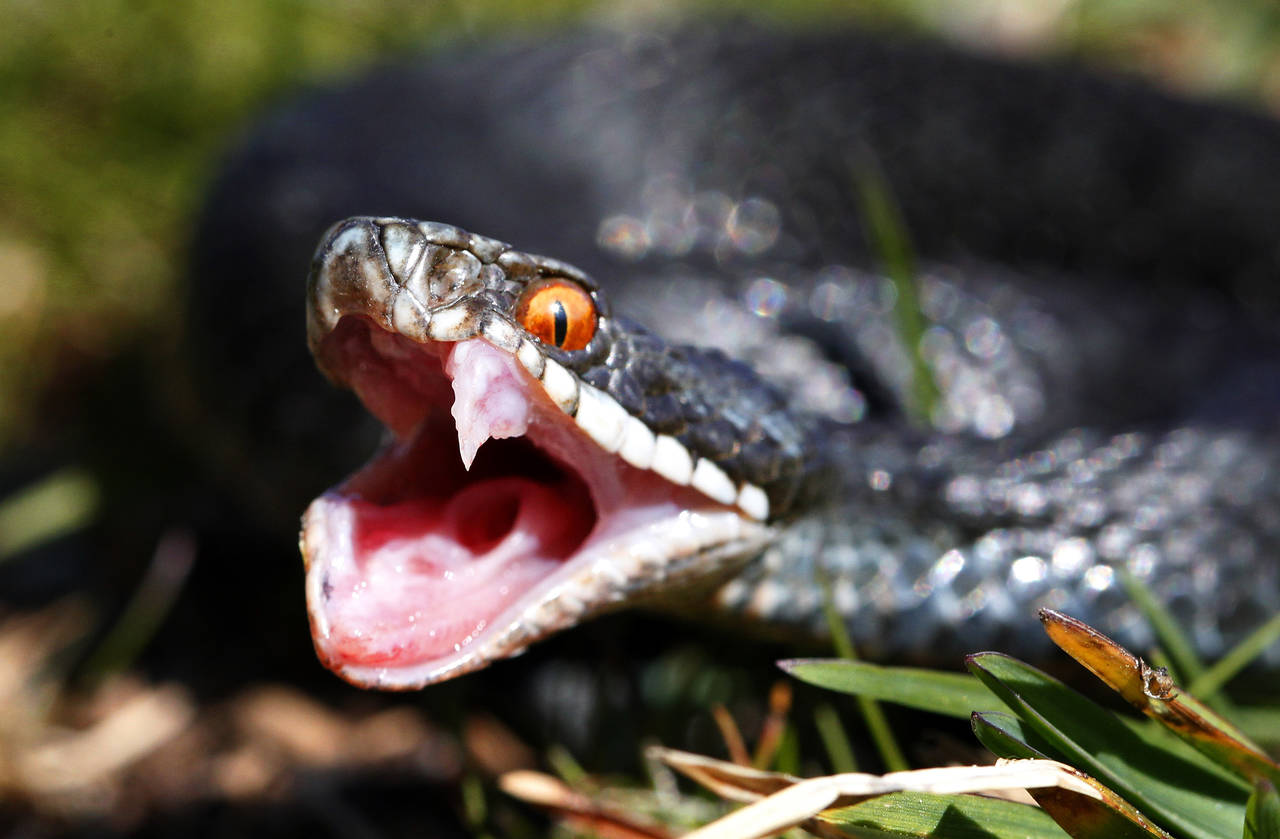 Hoggorm er en av tre ormer i norsk fauna og den eneste giftige slangen. Hoggormen er fredet i Norge, men ikke utrydningstruet. Foto: Cornelius Poppe / NTB scanpix
