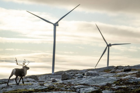 Reinsdyr vandrer rundt vindmøllene på Storheia vindpark, som er den største av vindparkene i porteføljen til Fosen Vind, og den andre av vindparkene som ble bygget. Da den ble overført til ordinær drift i februar 2020, var den Norges største med 80 turbiner og en installert effekt på 288 megawatt. Foto: Heiko Junge / NTB