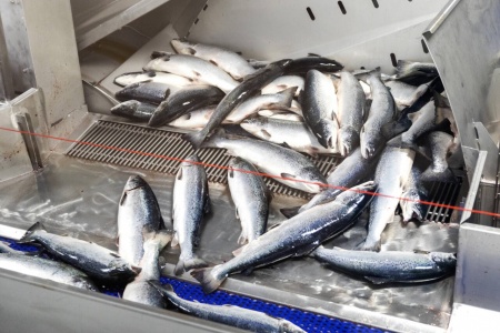 Regjeringen skal vurdere endringer i fiskeindustriens permitteringsregler. Illustrasjonsfoto: Gorm Kallestad / NTB