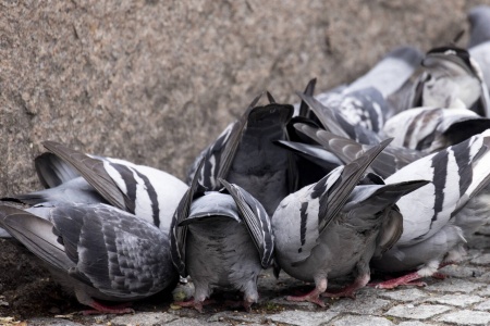 Fugleinfluensa og newcastlesyke har spredt seg blant flere fugler på Østlandet, Innlandet og i Rogaland. På Østlandet har særlig duer blitt smittet. Foto: Geir Olsen / NTB