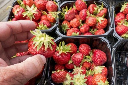 Norske jordbær er på vei ut i butikkene. Illustrasjonsfoto: Gorm Kallestad / NTB