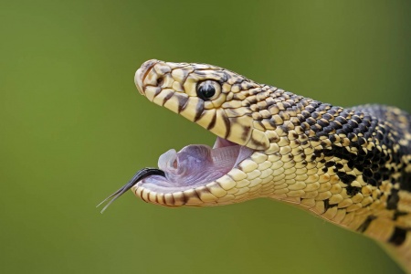 En Louisiana-furuslange. Slangearten er utrydningstruet. I en studie publisert i Biological Reviews denne uka heter det at nesten halvparten av verdens dyrearter har bestandsnedgang. Illustrasjonsfoto: Gerald Herbert / AP / NTB