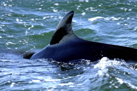 Det er fastsatt en kvote på 1.000 vågehval i årets hvalfangst. Foto: Adam Butler / NTB