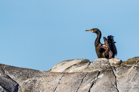 En toppskarv i Gripskjærgården utenfor Kristiansund hvor det hekker en god del par på ulike holmer. Her tørker den fjærdrakten i septembersolen. Foto: Steinar Melby, norscape.com