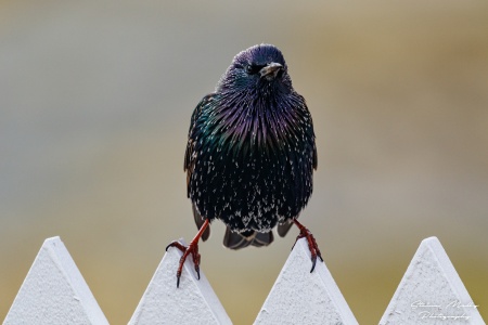 Stæren er fantastisk å se på når en kommer nær den. Her et individ som valgte å overvintre på Grip for noen år siden. Foto: Steinar Melby, norscape.com