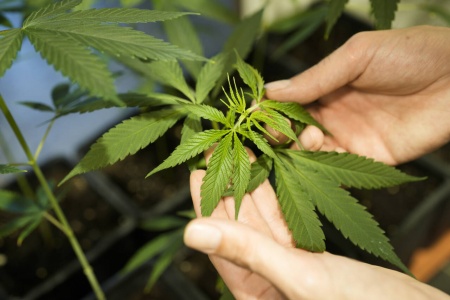 Tre cannabisplanter hjemme og 25 gram i lomma blir den lovlige grensen for voksne tyskere etter fredagens vedtak. Illustrasjonsfoto: Markus Schreiber / AP / NTB