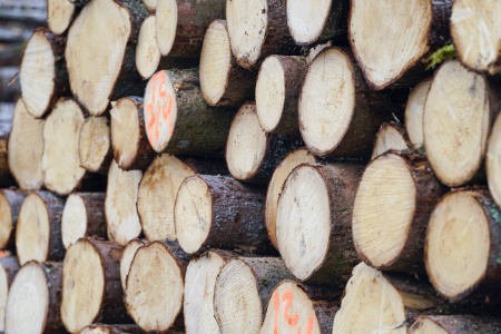 Treindustrien er bekymret for at man mister produksjonskapasitet av trelast i Norge på bekostning av tømmereksport. Foto: Terje Pedersen / NTB