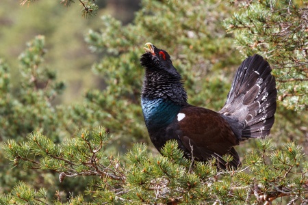 En tiur på Frei i Kristiansund kommune. Foto: Steinar Melby, NorScape.com