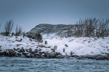 Gråhegrene samles gjerne i grupper og flokker på faste plasser når de ikke fisker. Her står de i le for vær og vind på Eaholmen ved Dunkarsundet i Kristiansund. Foto: Steinar Melby, NorScape