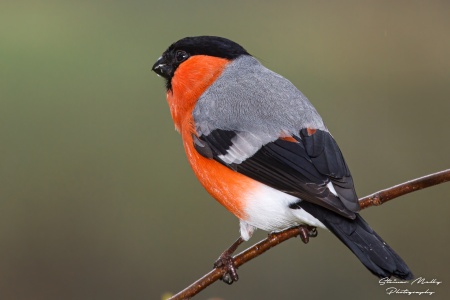 Dompapen, en stor og kraftig finkefugl, kjent for sin kraftige farger og er nærmest ikonisk i forhold til vinterbilder og juletiden. Foto: Steinar Melby, NorScape.com