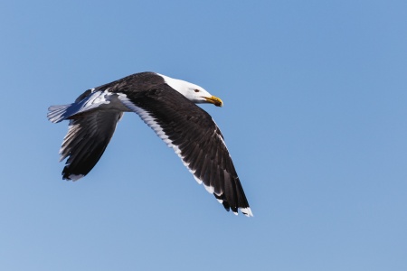 Svartbak - den største av måkene. Foto: Steinar Melby, norscape.com