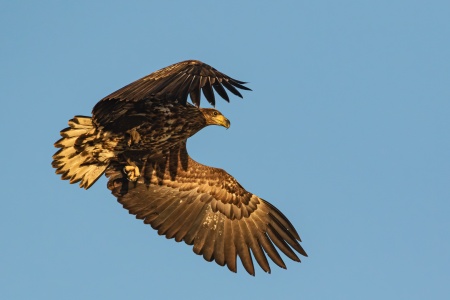 En majestetisk havørn i flukt. Foto: Steinar Melby, Norscape.com