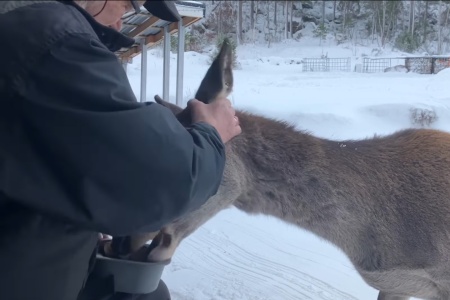 Svein Gjengstø på Frei i Kristiansund kommune sammen med hjorten Klara, som han har opparbeidet et tillitsforhold til i løpet av to år. Foto: Svein Gjengstø